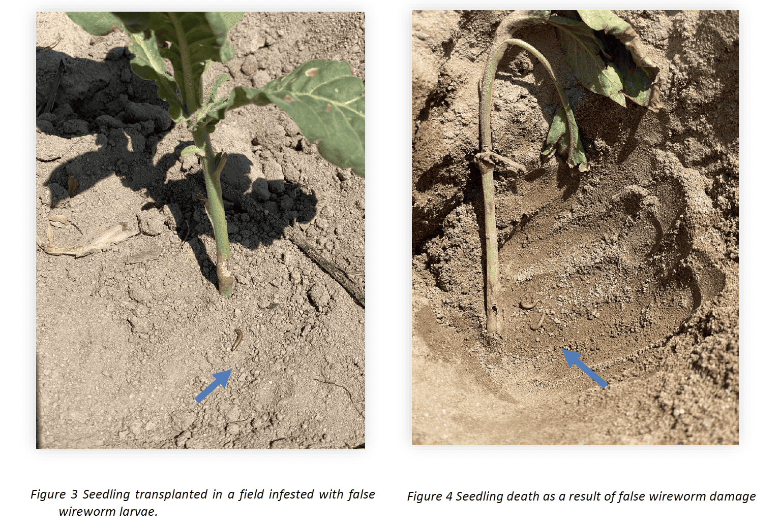 False Fire Worm Alert - Zimbabwe Tobacco Association
